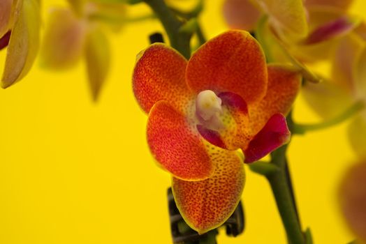 Tropical orange phalaenopsis orchid blossoms against yellow background