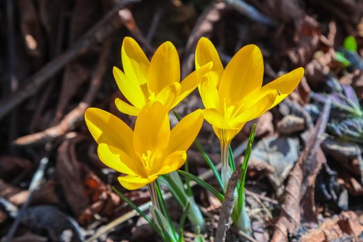 Bright yellow crocuses bloom on thawed patches after the snow melts in the spring.