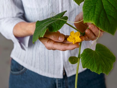 Yellow cucumber flower in woman's hands.