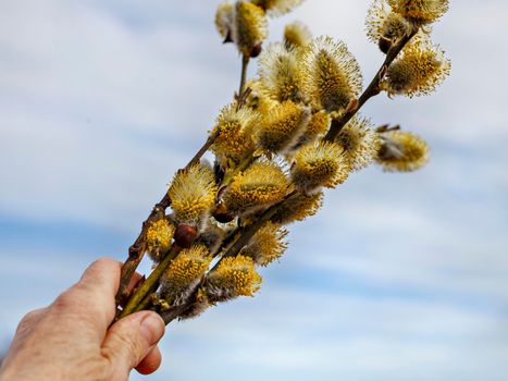 Willow branches with fluffy buds in hand against background of spring sky.