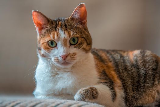 a young pretty cat relaxes in the sun