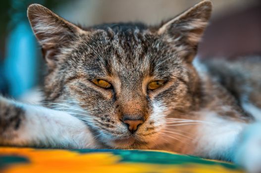 a young pretty cat relaxes in the sun