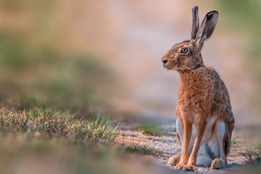 Brown field hare sits in the nature