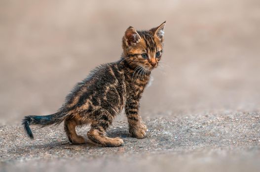 a young pretty cat relaxes in the sun