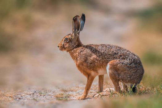 Brown field hare sits in the nature