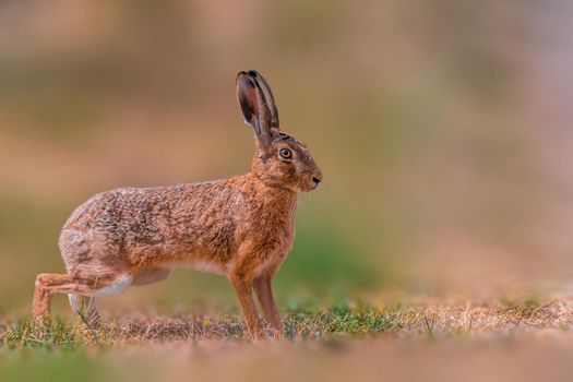 Brown field hare sits in the nature