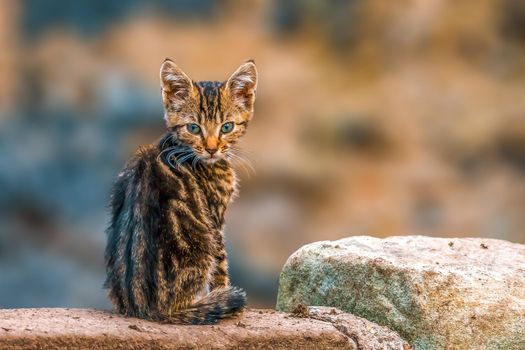 a young pretty cat relaxes in the sun