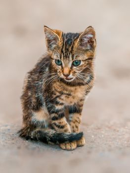 a young pretty cat relaxes in the sun