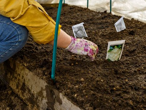 PPlant seeds are planted by woman in soil in greenhouse. Seeds, bag, loose soil, gloved hand.