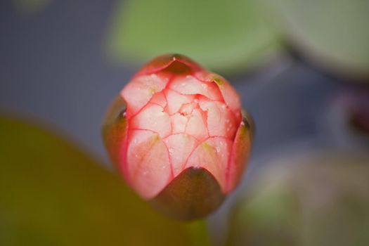 Abstract color macro  image of the bud of the Pond Lily (Nymphaea caerulea)