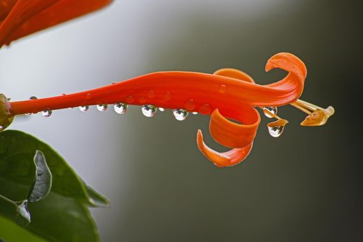 The Orange Trumpet Vine (Pyrostegia venusta), also known as Golden Shower, after the rain.