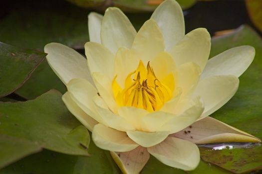 Macro image of the yellow flower o the Pond Lily (Nymphaea caerulea)