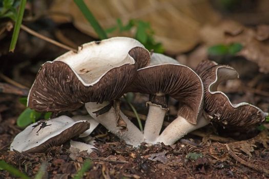 Wild Mushrooms growing after good rains.