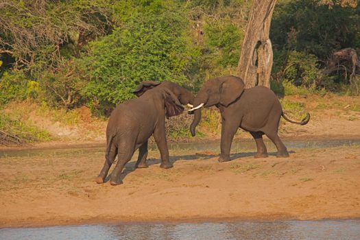Young African Elephant (Loxodonta africana) bulls play-fighting to establish dominance