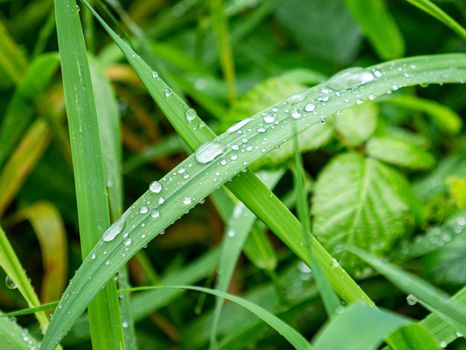Transparent drops of water on green leaves of grass plant.
