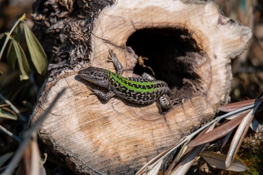 lizard in the sun on a trunk bark waiting for prey