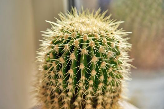 Green cactus with sharp needles macro photography of plants in the sun. Close up