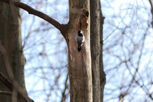 Birds in the wild. The woodpecker is sitting on a tree. High quality photo