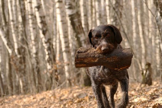 Breed dog, German breed, hunter, in the woods. High quality photo