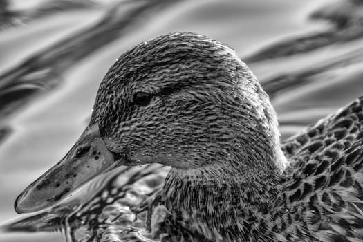 Showing an up-close photo of duck in Norway