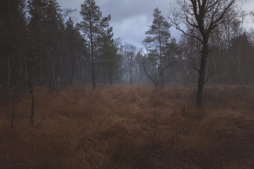 Fog and mist in the forest early in the morning.