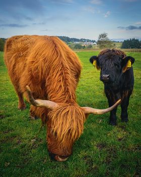 A young highland cattle looking after her mother while eating. Or is it just curious...?