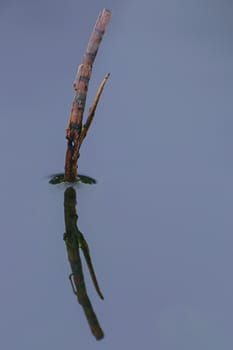 A stick reflecting in the water