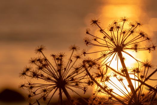 Flower and sunset, photo taken at the west coast, Stavanger Norway