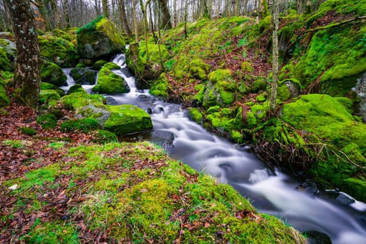 Small river in forrest, a cold and rainy autumn evening