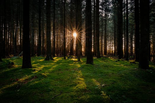 The sun is pushing its way through the trees in the forest. Winter-time, low sun makes a nice sun set scene