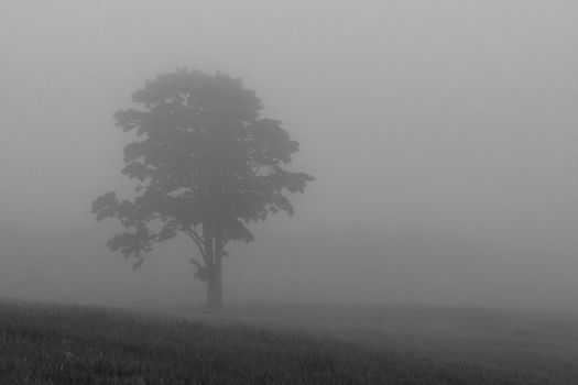 Mist and a lonely tree creating a mysterious atmosphere