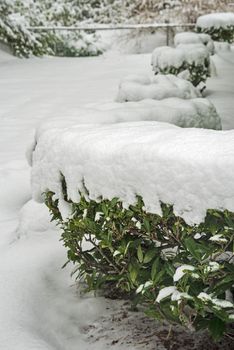 Row of green bushes on front yard covered in snow. Winter in Canada