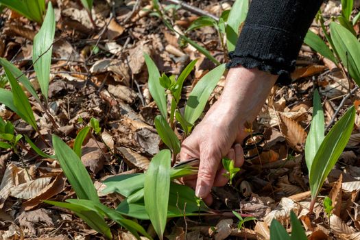 Harvesting wild garlic in a deciduous forest in early spring on a warm day