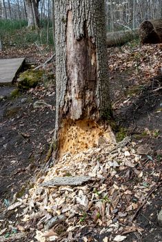 Dead, lonely tree near a path in the forest, eaten by tree beetles