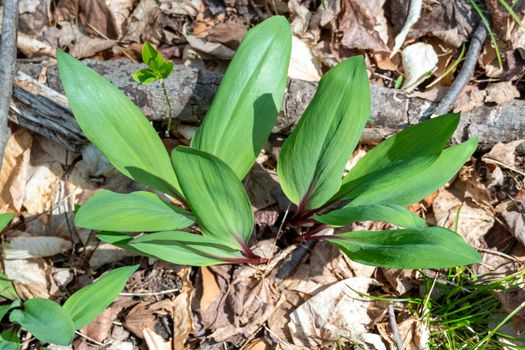 Wild garlic bush in a spring forest among dry last year's leaves