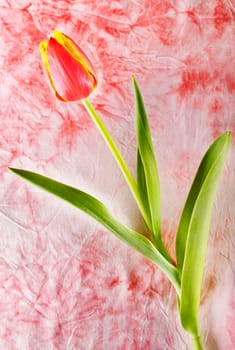 One red and yellow tulip flower in bloom  on colored background ,