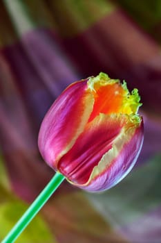 One red and yellow tulip flower in bloom  on colored background ,