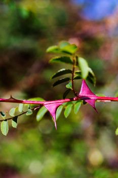 Beautiful red wiged thorns of rose plant , redwing rose -pteragonis -also called silky rose ,