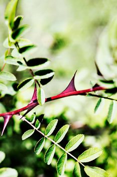 Beautiful red wiged thorns of rose plant , redwing rose -pteragonis -also called silky rose ,