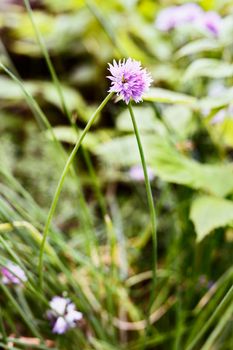 Flowering chive( allium schoenoprasum ) in a  garden  ,a long stem with pale pink flower