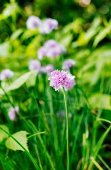 Flowering chives ( allium schoenoprasum ) in a vegetable garden  ,a long stem with pale pink flower