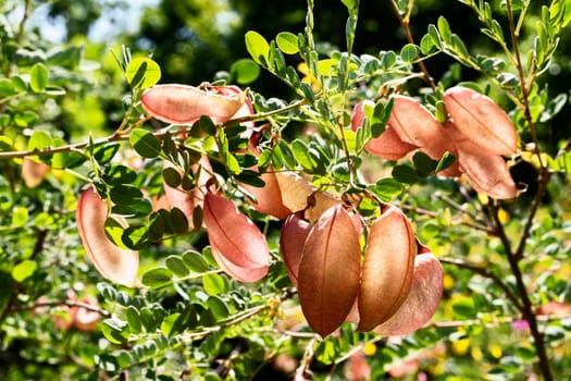 Beautiful branch of colutea arborescens tree -bladder senna-  with several inflated seed pod , it’s a sunny  day