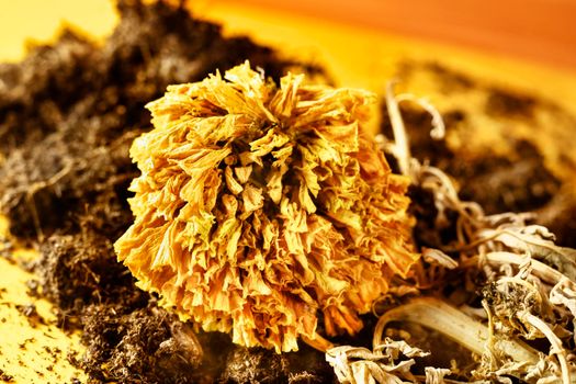 Beautiful dried orange flower on a colored background ,the flower is on  handful of land and roots