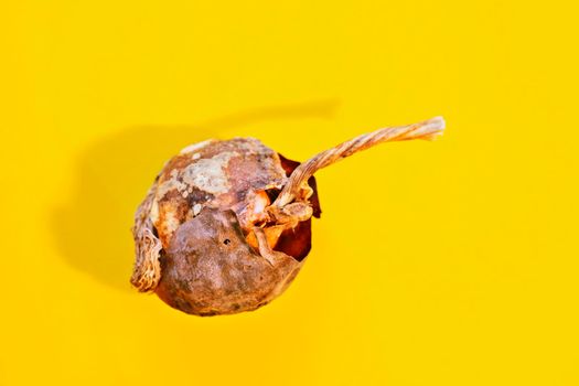 Bulb of tulip flower  on colored background , dried brown surface with long stem