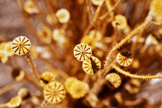 Beautiful capsules of common poppy -papaver rhoeas or corn poppy -, long dry  stems with seed pots with stigma