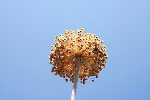 Beautiful dry garlic flower against blue sky