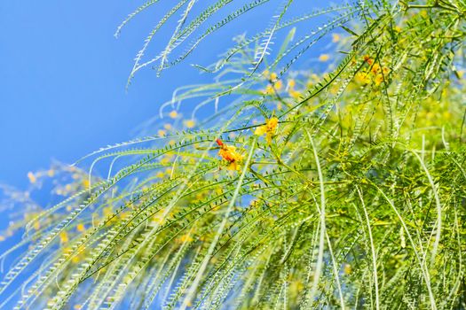 Yellow -orange flowers of Jerusalem thorn tree -parkinsonia aculeata or Mexican palo verde -  long branches with pendulous leaves against blue sky