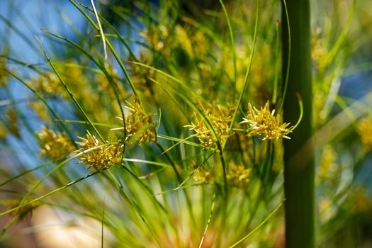 Impressive cluster of thin green stems of papyrus sedge -cyperus papyrus -, green and brown colors , abstract effect ,selective focus