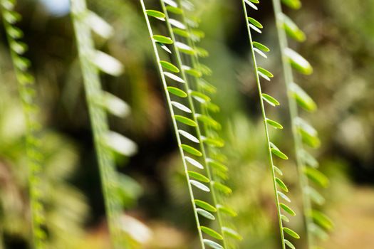 Long branches with pendulous leaves of  Jerusalem thorn tree -parkinsonia aculeata or Mexican palo verde -  macro photography