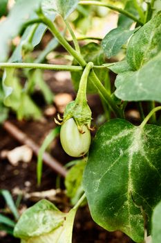 Close up of  unripe eggplant in  garden ,it’s a small white vegetable between green leaves